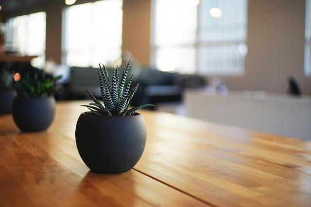 Succulent plant in dark pot on wooden table